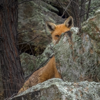 Vulpes vulpes (Red Fox) at Tennent, ACT - 1 Aug 2021 by trevsci