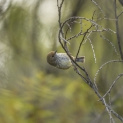 Acanthiza pusilla (Brown Thornbill) at Stromlo, ACT - 31 Jul 2021 by trevsci