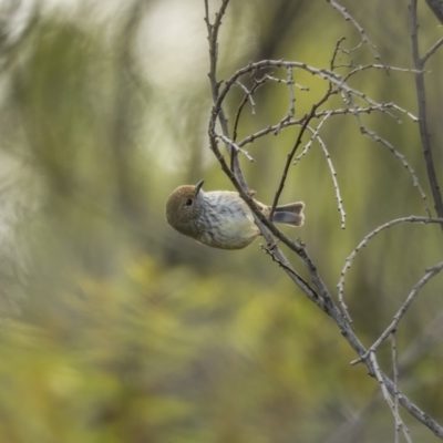 Acanthiza pusilla (Brown Thornbill) at Stromlo, ACT - 31 Jul 2021 by trevsci