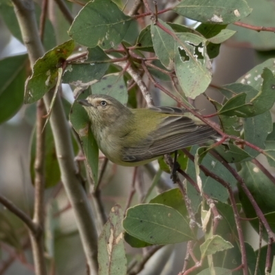 Smicrornis brevirostris (Weebill) at Bullen Range - 31 Jul 2021 by trevsci