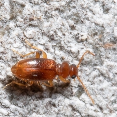 Anthicinae (subfamily) (Ant-like flower beetles, ant-like beetles) at Umbagong District Park - 2 Aug 2021 by Roger