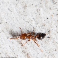 Crematogaster sp. (genus) (Acrobat ant, Cocktail ant) at Umbagong District Park - 2 Aug 2021 by Roger