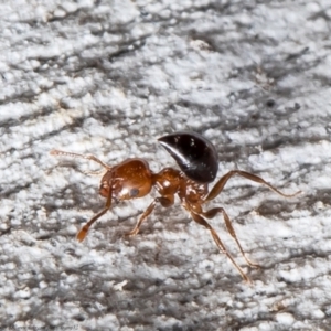 Crematogaster sp. (genus) at Macgregor, ACT - 2 Aug 2021 12:34 PM