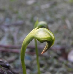 Pterostylis nutans (Nodding Greenhood) at Bundanoon, NSW - 20 Jul 2021 by MatthewFrawley