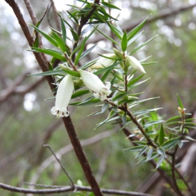 Styphelia sieberi (Prickly Beard-Heath) at Bundanoon, NSW - 19 Jul 2021 by MatthewFrawley