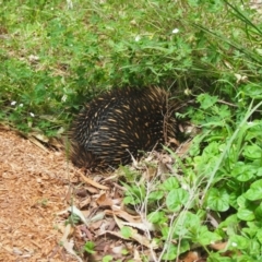 Tachyglossus aculeatus (Short-beaked Echidna) at Bowral, NSW - 27 Nov 2015 by Piggle