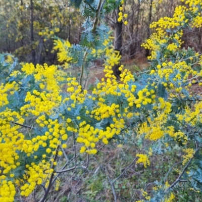 Acacia baileyana (Cootamundra Wattle, Golden Mimosa) at Isaacs, ACT - 2 Aug 2021 by Mike