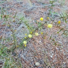 Acacia ulicifolia (Prickly Moses) at Isaacs, ACT - 2 Aug 2021 by Mike