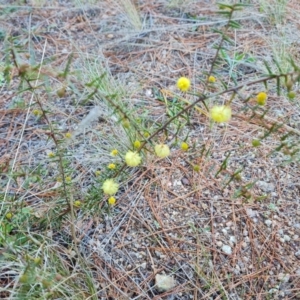 Acacia ulicifolia at Isaacs, ACT - 2 Aug 2021