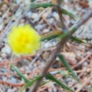 Acacia ulicifolia at Isaacs, ACT - 2 Aug 2021