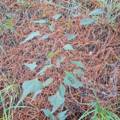 Brachychiton populneus subsp. populneus (Kurrajong) at Isaacs, ACT - 2 Aug 2021 by Mike