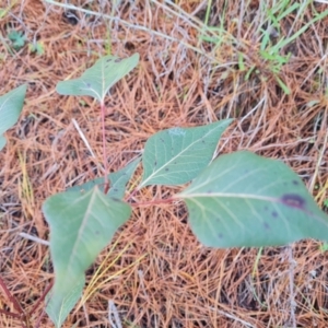 Brachychiton populneus subsp. populneus at Isaacs, ACT - 2 Aug 2021 03:30 PM