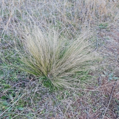 Nassella trichotoma (Serrated Tussock) at Jerrabomberra, ACT - 30 Jul 2021 by Mike