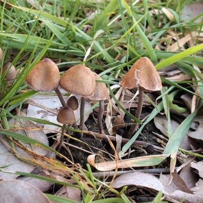 Panaeolus sp. (Panaeolus) at Dunlop Grasslands - 20 Jun 2021 by Heino1