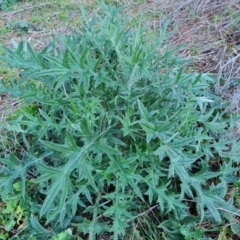 Cirsium vulgare (Spear Thistle) at Jerrabomberra, ACT - 29 Jul 2021 by Mike