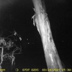 Petaurus notatus (Krefft’s Glider, formerly Sugar Glider) at Wodonga, VIC - 24 Mar 2021 by DMeco