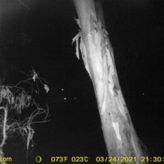 Petaurus notatus (Krefft’s Glider, Sugar Glider) at Wodonga, VIC - 24 Mar 2021 by DMeco