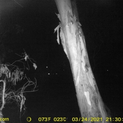 Petaurus notatus (Krefft’s Glider, formerly Sugar Glider) at Wodonga, VIC - 24 Mar 2021 by DMeco