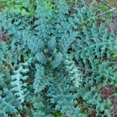 Carduus nutans (Nodding Thistle) at Isaacs Ridge - 29 Jul 2021 by Mike