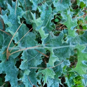 Carduus nutans at Jerrabomberra, ACT - 29 Jul 2021