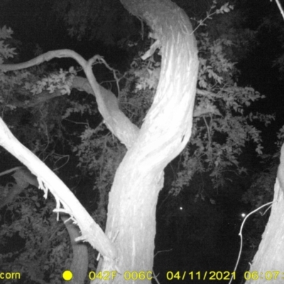 Petaurus norfolcensis (Squirrel Glider) at Huon Creek, VIC - 5 Apr 2021 by DMeco