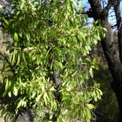 Persoonia levis (Broad-leaved Geebung) at Bundanoon, NSW - 21 Jul 2021 by MatthewFrawley