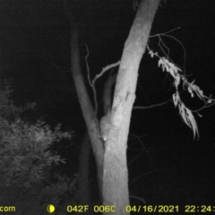 Trichosurus vulpecula (Common Brushtail Possum) at Huon Creek, VIC - 16 Apr 2021 by DMeco