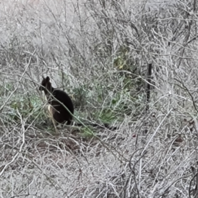 Wallabia bicolor (Swamp Wallaby) at Isaacs Ridge - 29 Jul 2021 by Mike
