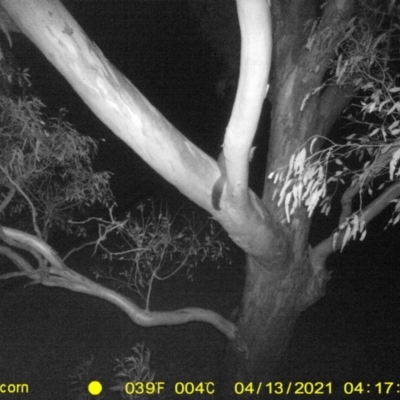 Trichosurus vulpecula (Common Brushtail Possum) at Baranduda, VIC - 12 Apr 2021 by DMeco