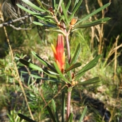 Lambertia formosa (Mountain Devil) at Bundanoon, NSW - 21 Jul 2021 by MatthewFrawley