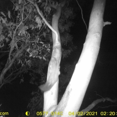 Petaurus norfolcensis (Squirrel Glider) at Bandiana, VIC - 25 Mar 2021 by DMeco