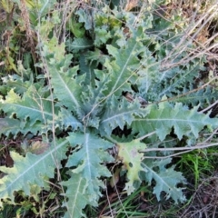 Onopordum acanthium (Scotch Thistle) at Isaacs Ridge - 29 Jul 2021 by Mike
