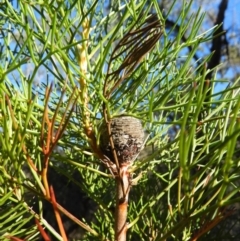 Isopogon anethifolius at Bundanoon, NSW - 21 Jul 2021 by MatthewFrawley