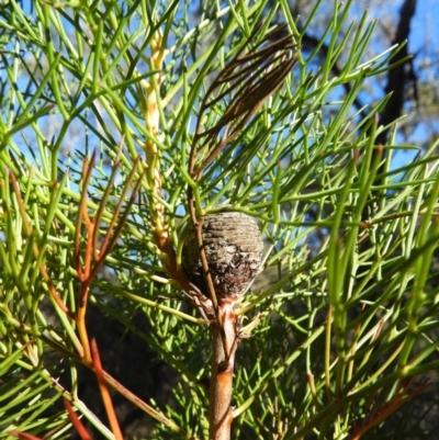 Isopogon anethifolius at Bundanoon, NSW - 21 Jul 2021 by MatthewFrawley