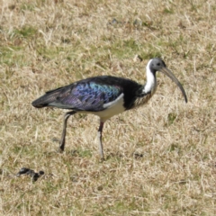 Threskiornis spinicollis (Straw-necked Ibis) at Bundanoon, NSW - 21 Jul 2021 by MatthewFrawley