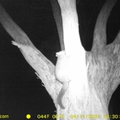 Trichosurus vulpecula (Common Brushtail Possum) at Baranduda, VIC - 11 Apr 2021 by DMeco