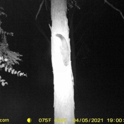 Petaurus norfolcensis (Squirrel Glider) at Baranduda, VIC - 8 Apr 2021 by DMeco