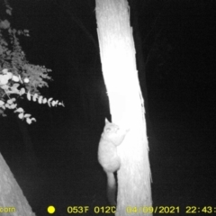 Trichosurus vulpecula (Common Brushtail Possum) at Baranduda, VIC - 9 Apr 2021 by DMeco