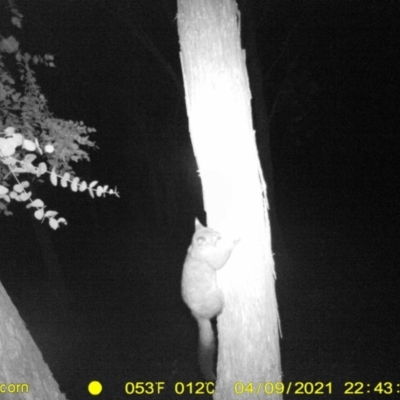 Trichosurus vulpecula (Common Brushtail Possum) at Baranduda, VIC - 9 Apr 2021 by DMeco