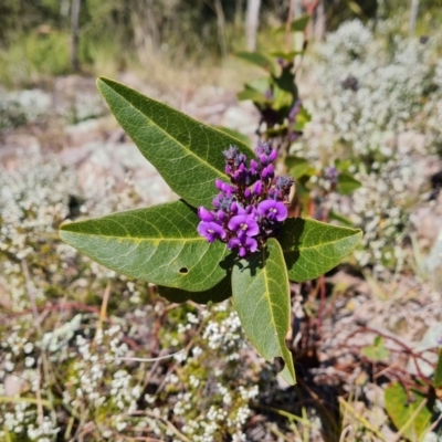 Hardenbergia violacea (False Sarsaparilla) at Isaacs Ridge - 30 Jul 2021 by Mike
