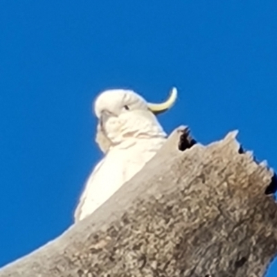 Cacatua galerita (Sulphur-crested Cockatoo) at Isaacs Ridge - 29 Jul 2021 by Mike