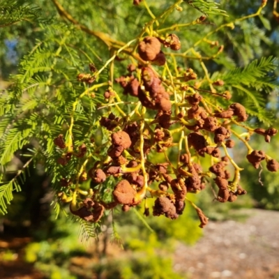 Uromycladium sp. (A gall forming rust fungus) at Isaacs, ACT - 29 Jul 2021 by Mike