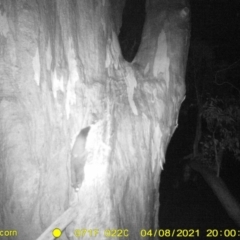 Petaurus norfolcensis (Squirrel Glider) at Baranduda, VIC - 12 Apr 2021 by DMeco