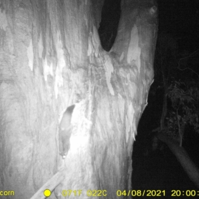 Petaurus norfolcensis (Squirrel Glider) at Baranduda, VIC - 13 Apr 2021 by DMeco
