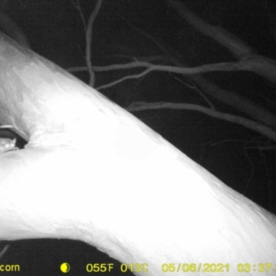 Petaurus sp. (A glider) at Baranduda, VIC - 5 May 2021 by DMeco