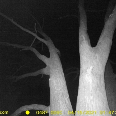 Petaurus norfolcensis (Squirrel Glider) at Baranduda, VIC - 14 Apr 2021 by DMeco