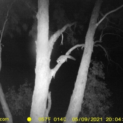 Petaurus norfolcensis (Squirrel Glider) at Baranduda, VIC - 9 May 2021 by DMeco