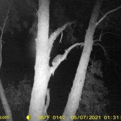 Pseudocheirus peregrinus (Common Ringtail Possum) at Baranduda, VIC - 6 May 2021 by DMeco