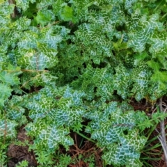 Silybum marianum (Variegated Thistle) at Jerrabomberra, ACT - 27 Jul 2021 by Mike