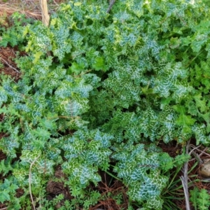 Silybum marianum at Jerrabomberra, ACT - 27 Jul 2021